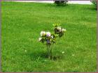 Image00070